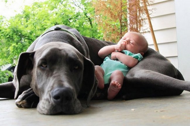 Большие собаки и дети