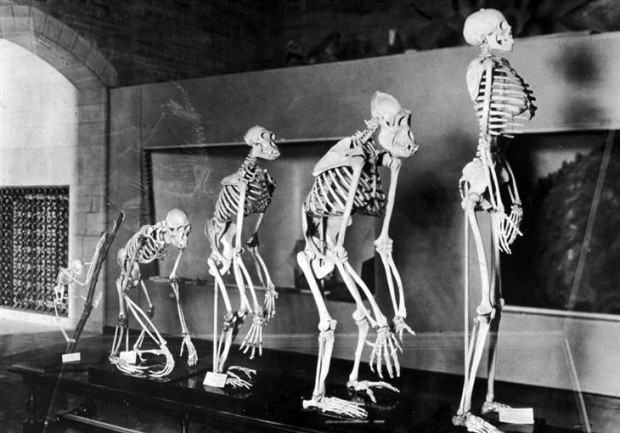 10 любопытных фактов о странностях эволюции человечества