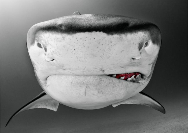 Удивительный мир акул