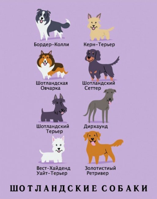 Какой национальности порода вашей собаки
