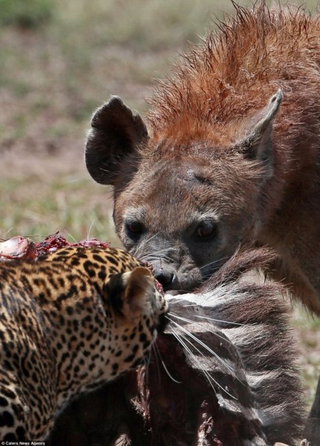 Гиена пыталась отнять добычу у леопарда