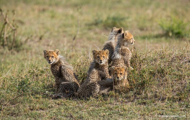 5 маленьких гепардов из Масаи-Мара