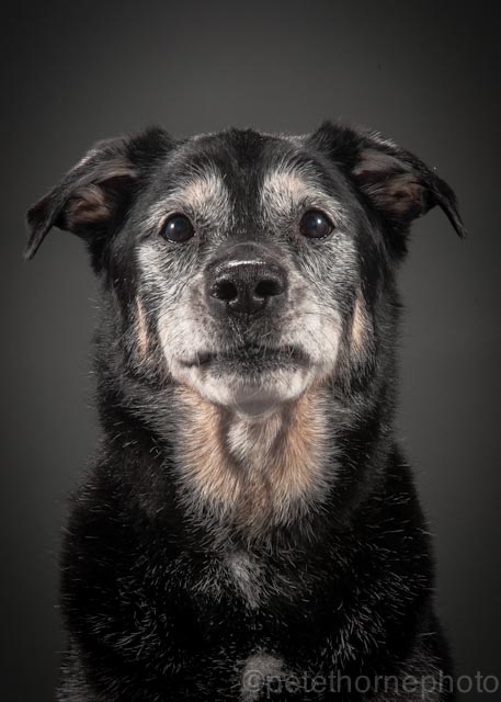 Фотограф из Канады снимает старых собак