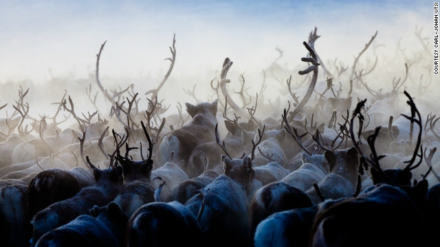 Лапландия в фотографиях Роджера Мауказеля