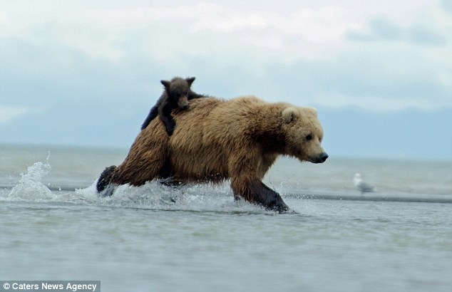 Медвежонок верхом на медведице