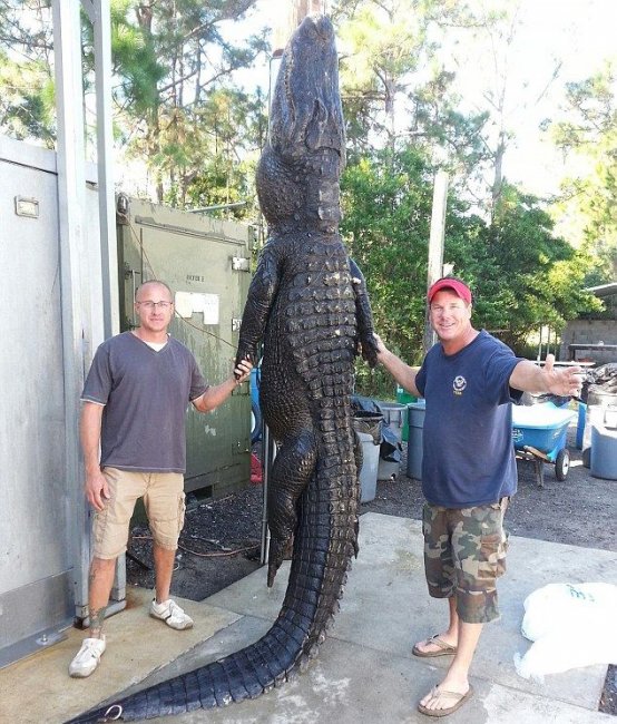 Поймали 350-килограммого аллигатора голыми руками