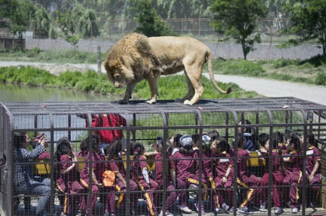 Зоопарк, где туристы могут дотронуться до льва