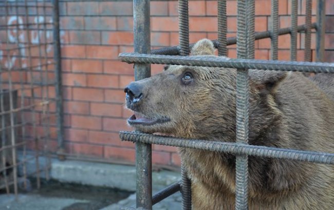 Косолапые узники сочинского ресторана