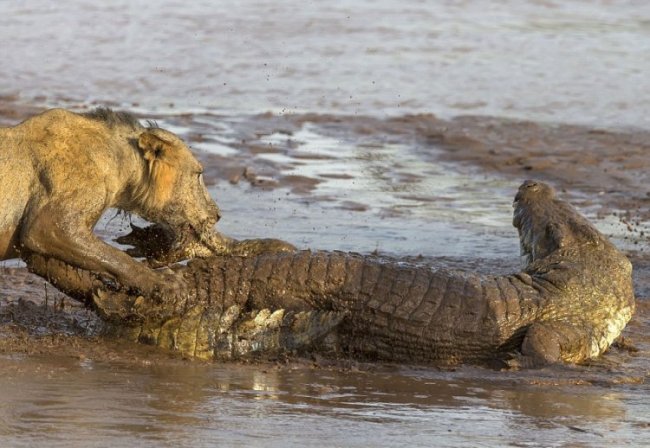 Битва крокодила и львов за тушу слона
