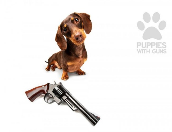 Календарь щенки с оружием