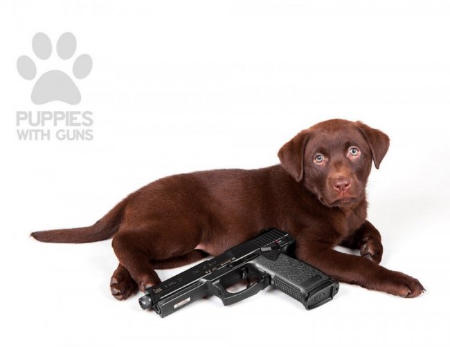 Календарь щенки с оружием