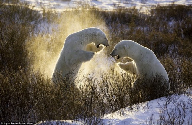 Спарринг белых медведей