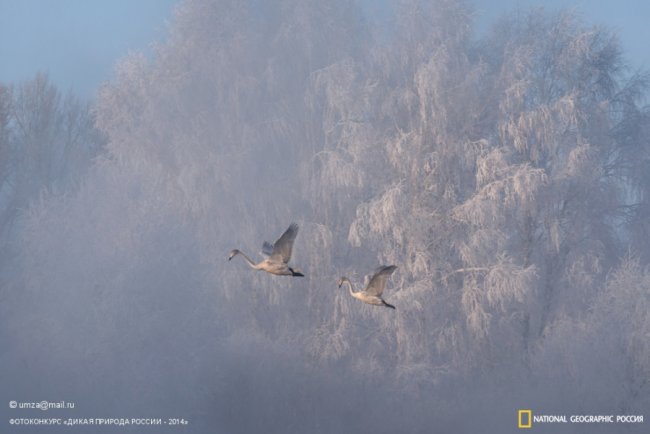 Лучшие снимки дикой природы России по версии National Geographic