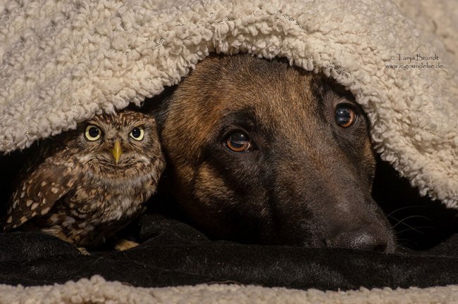 Дружба совы и собаки