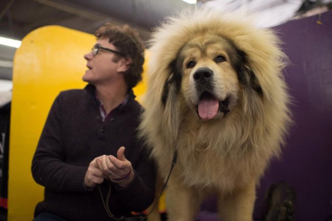 Как проходит выставка собак Westminster Kennel Club 2015