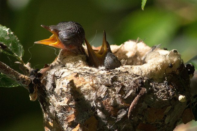 Хроника гнезда колибри