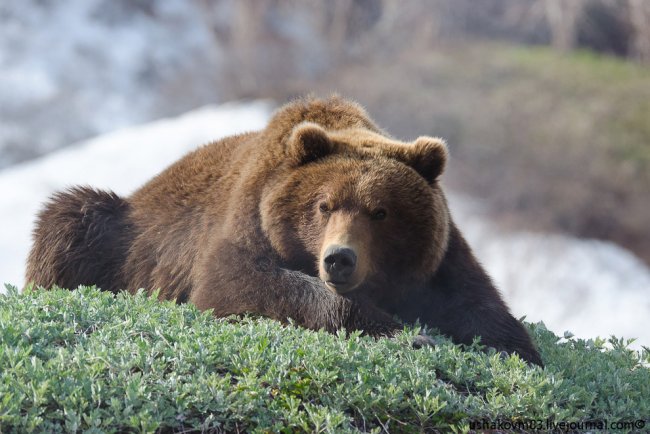 Медведь в Долине гейзеров