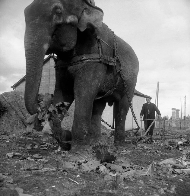 Как слоны вспахивали поля во времена мировых войн