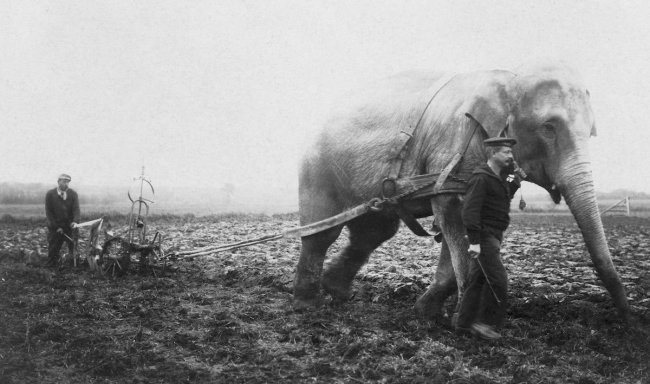 Как слоны вспахивали поля во времена мировых войн