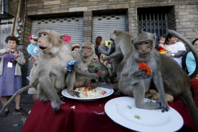 Фестиваль обезьян в Таиланде