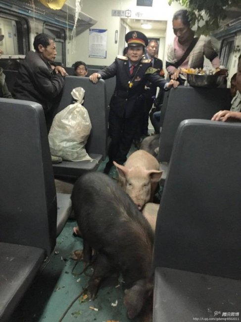 Необычные пассажиры китайского поезда