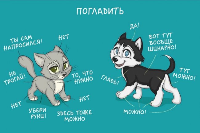 Комиксы, о том как отличается жизнь с кошкой и жизнь с собакой
