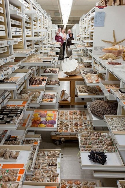 Серия снимков коллекции Смитсоновского Национального музея естественной истории