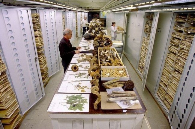 Серия снимков коллекции Смитсоновского Национального музея естественной истории