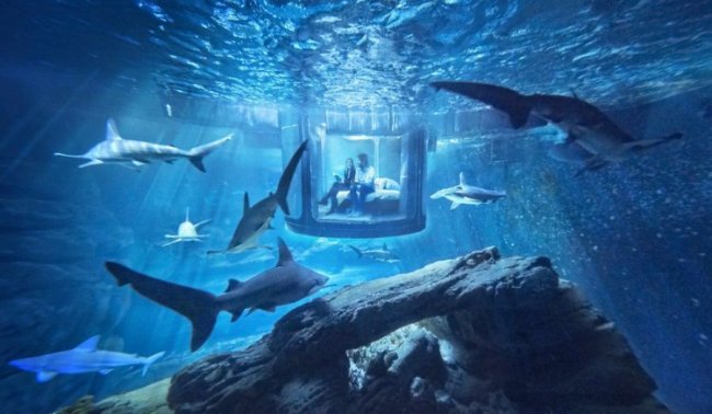 Романтический ужин и ночь с акулами в Париже