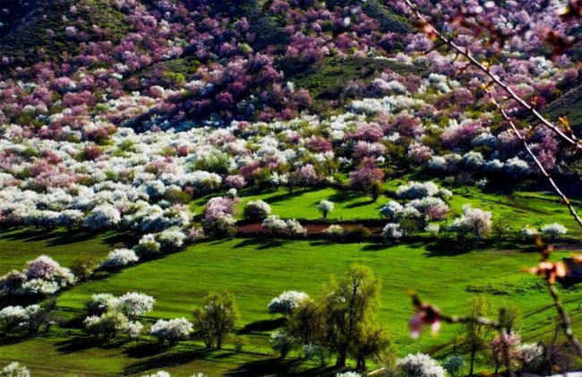 Потрясающие виды Китая в абрикосовом цвету