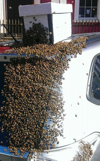 Рой из 20000 пчел два дня гнался за машиной