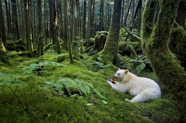 Жизнь медведей на снимках Пола Никлена