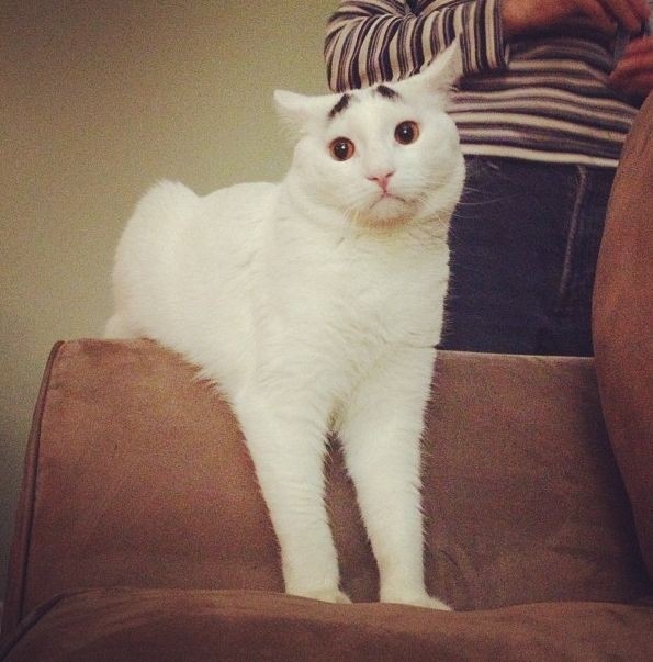 Самый эмоциональный кот в мире Бровастик (30 фото)