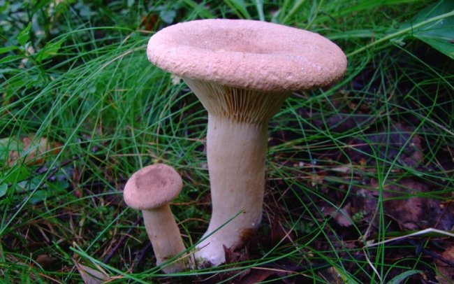 10 видов ядовитых грибов, которые лучше оставить в лесу