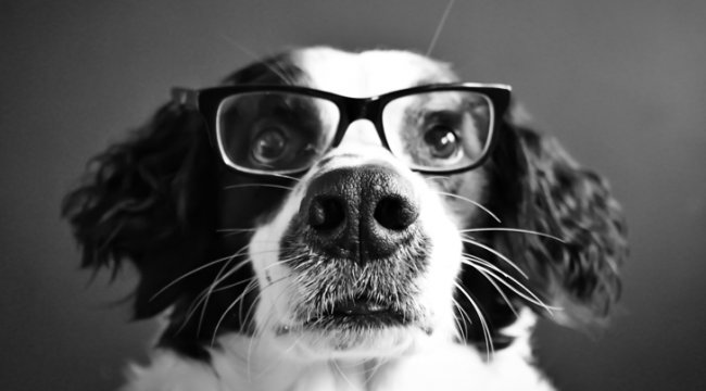 Исследование: насколько хорошо собаки понимают нашу речь