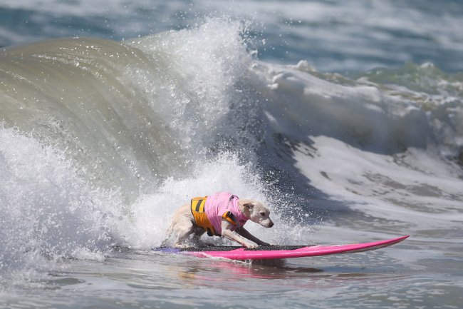 Соревнования по собачьему серфингу в Калифорнии