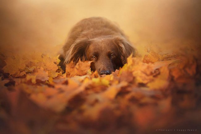 Осенние собаки