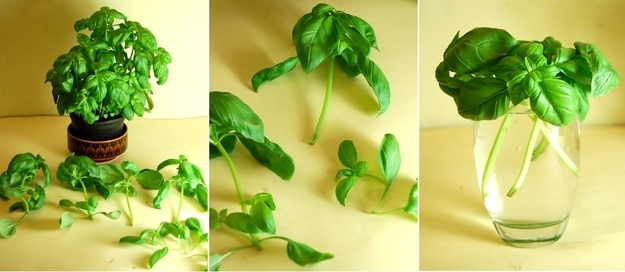 15 овощных культур, которые можно выращивать дома на подоконнике