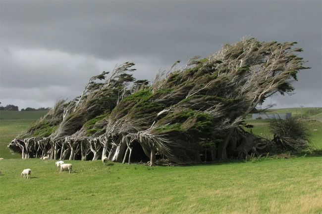 Гнутые деревья Новой Зеландии