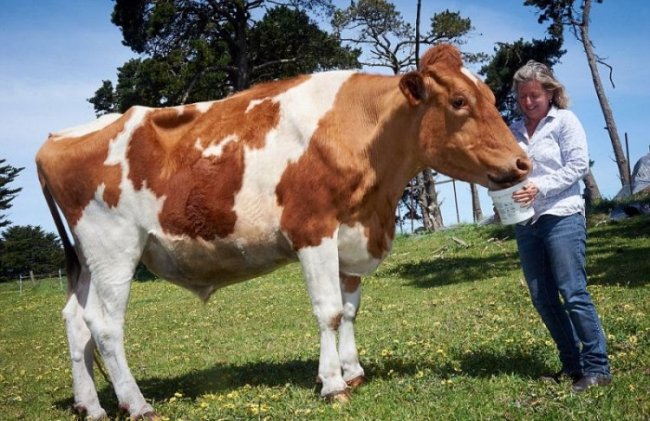 Самая большая корова