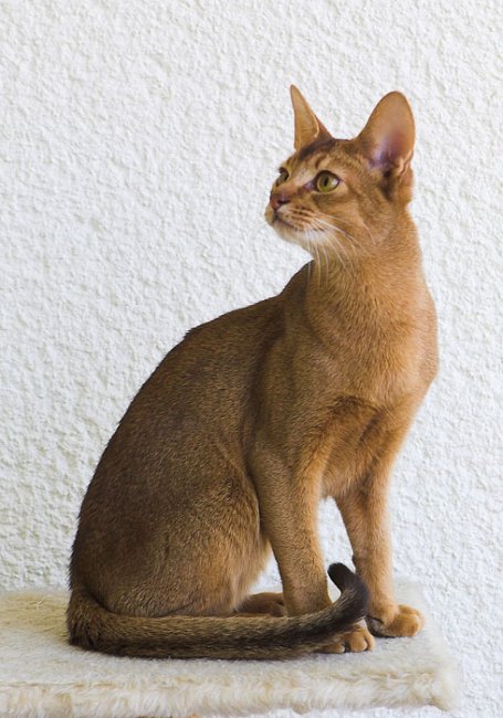 Играя в доктора Моро: каракет – самая дорогая и самая редкая порода кошек