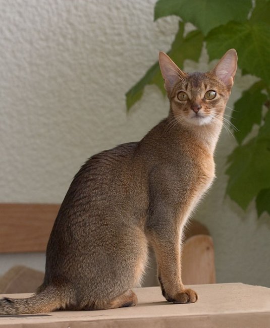 Играя в доктора Моро: каракет – самая дорогая и самая редкая порода кошек