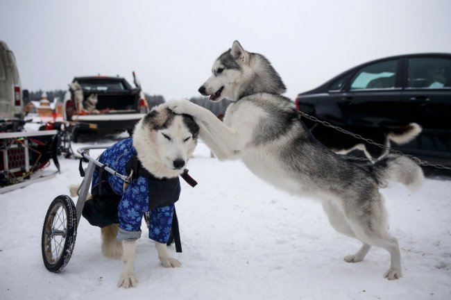 Гонки на собачьих упряжках в Свердловской области