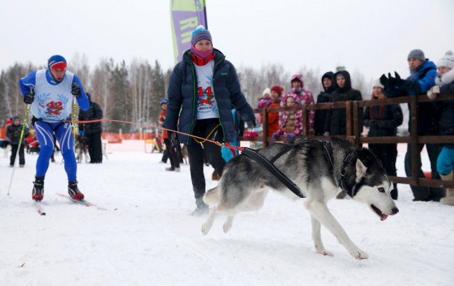 Гонки на собачьих упряжках в Свердловской области