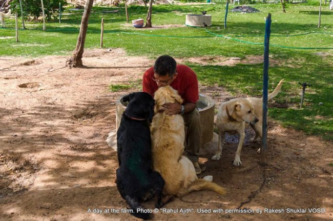 Собачий папа: мужчина заботится сразу о 735 собаках