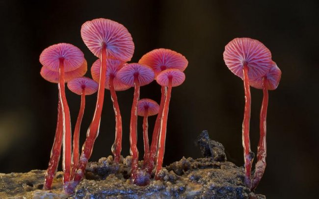 Макрофотографии грибов и лишайников Steve Axford