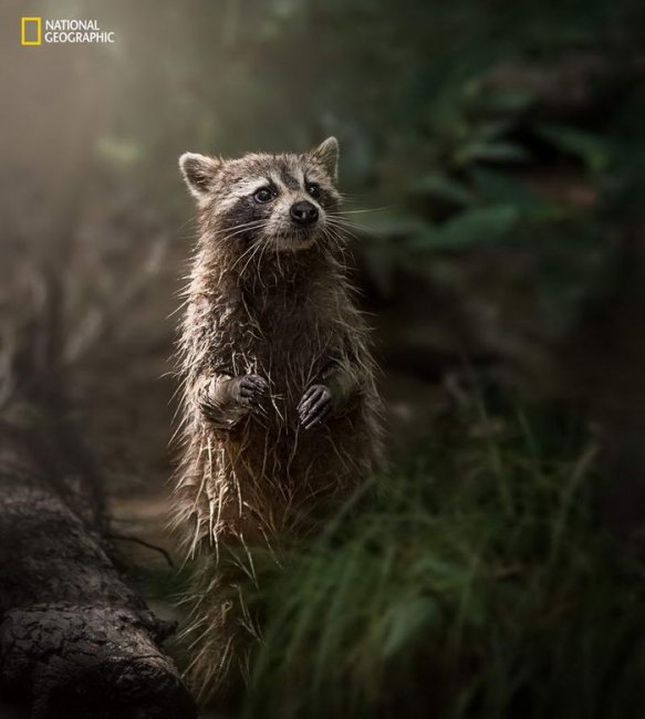 10 потрясающих фотографий дикой природы с конкурса National Geographic Nature Photographer of the Year Contest