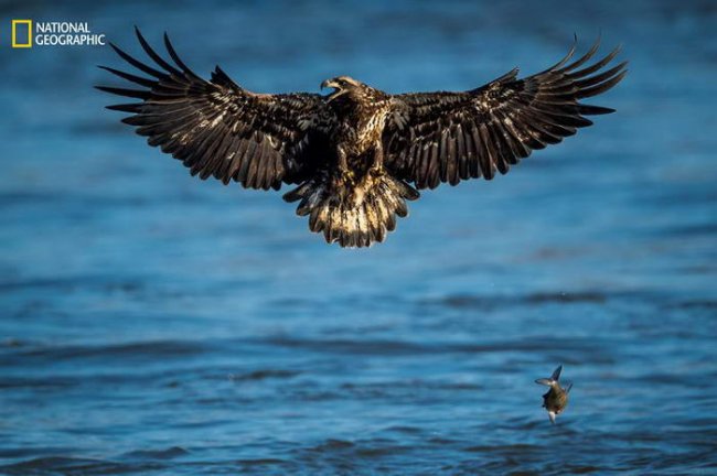 10 потрясающих фотографий дикой природы с конкурса National Geographic Nature Photographer of the Year Contest