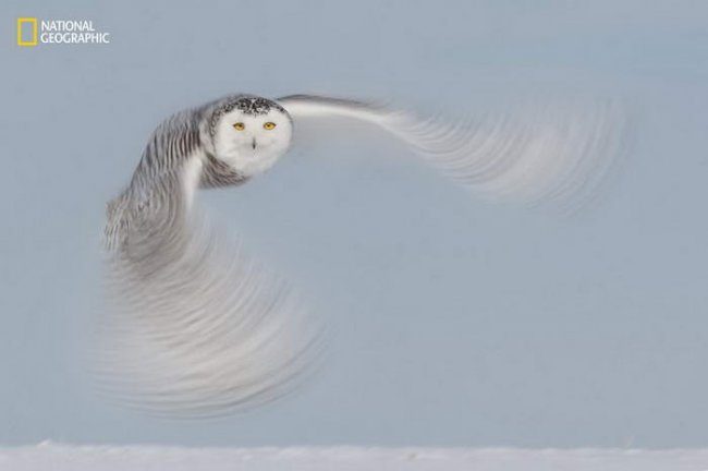 10 потрясающих фотографий дикой природы с конкурса National Geographic Nature Photographer of the Year Contest