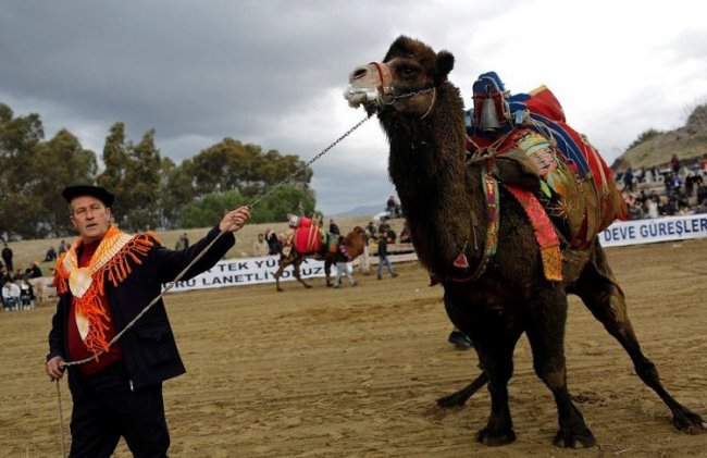 Верблюжьи бои на ежегодном фестивале в Турции